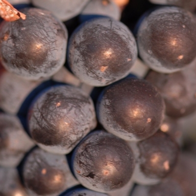 Cabernet Mitos Beeren 3